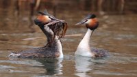 195 - GREAT CRESTED GREBE THE GIFT 1 - FABBRI GIOVANNI - italy <div